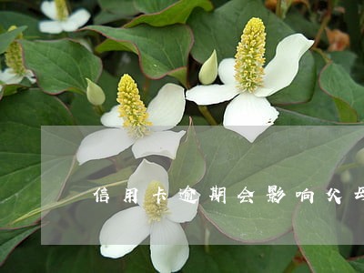 信用卡逾期会影响父母嘛 信用卡逾期会影响父母嘛