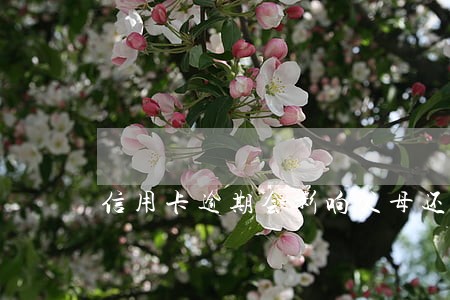 信用卡逾期会影响父母还吗 信用卡逾期会影响父母还吗