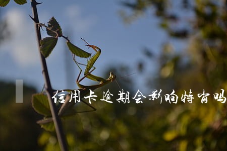 信用卡逾期会影响特岗吗 信用卡逾期会影响特岗吗
