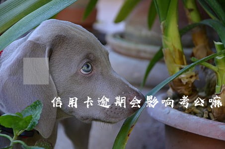 信用卡逾期会影响考公嘛 信用卡逾期会影响考公嘛