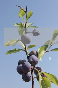 信用卡逾期会影响自己征信吗