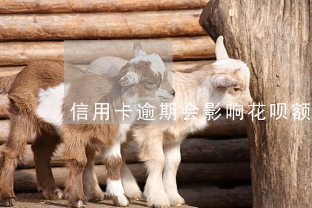 信用卡逾期会影响花呗额度降额吗 信用卡逾期会影响花呗额度降额吗