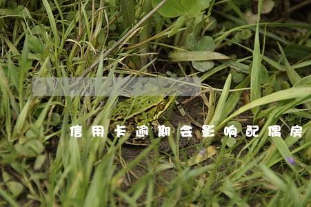信用卡逾期会影响配偶房产吗 信用卡逾期会影响配偶房产吗