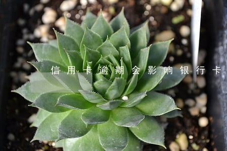 信用卡逾期会影响银行卡信誉吗 信用卡逾期会影响银行卡信誉吗