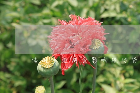 信用卡逾期会影响银行贷款