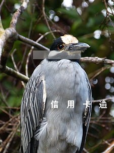 信用卡逾期会征信不良记录