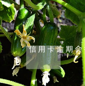 信用卡逾期会很严重吗 信用卡逾期会很严重吗