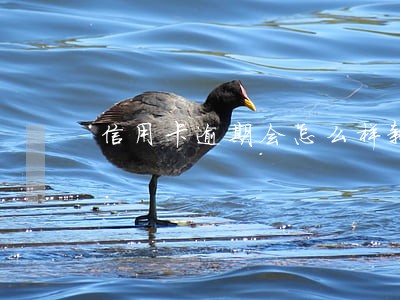 信用卡逾期会怎么样新闻 信用卡逾期会怎么样新闻