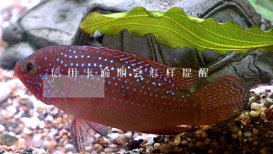 信用卡逾期会怎样提醒 信用卡逾期会怎样提醒