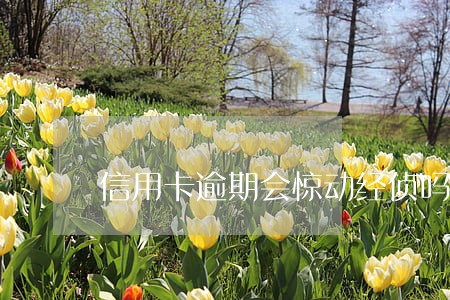 信用卡逾期会惊动经侦吗 信用卡逾期会惊动经侦吗