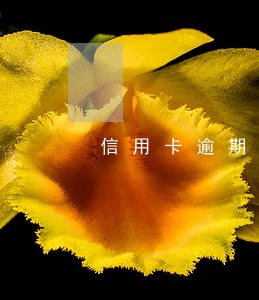 信用卡逾期会成逃犯吗 信用卡逾期会成逃犯吗