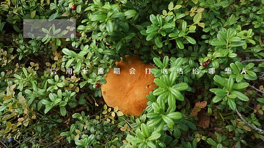 信用卡逾期会打电话给哪些人 信用卡逾期会打电话给哪些人