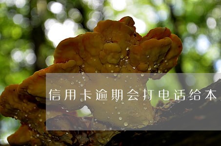 信用卡逾期会打电话给本人吗 信用卡逾期会打电话给本人吗