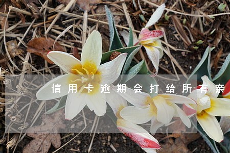 信用卡逾期会打给所有亲属吗
