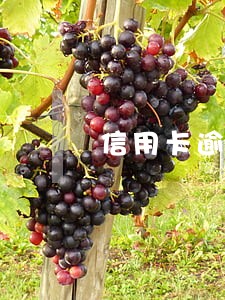 信用卡逾期会扣低保钱吗 信用卡逾期会扣低保钱吗
