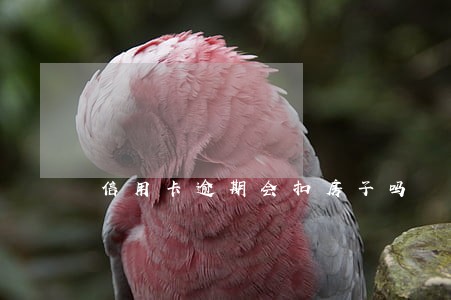 信用卡逾期会扣房子吗 信用卡逾期会扣房子吗