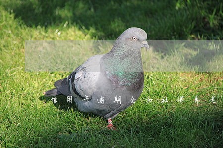 信用卡逾期会扣社保养老金吗 信用卡逾期会扣社保养老金吗