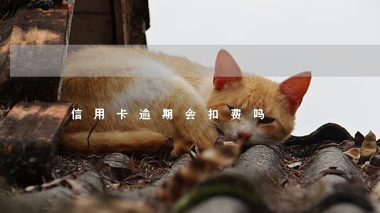 信用卡逾期会扣费吗 信用卡逾期会扣费吗