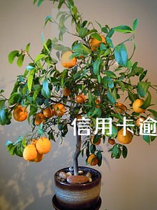 信用卡逾期会扣除支付宝的钱吗 信用卡逾期会扣除支付宝的钱吗