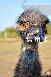 信用卡逾期会把所有银行卡封掉吗