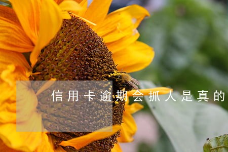 信用卡逾期会抓人是真的码 信用卡逾期会抓人是真的码
