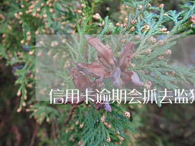 信用卡逾期会抓去监狱 信用卡逾期会抓去监狱