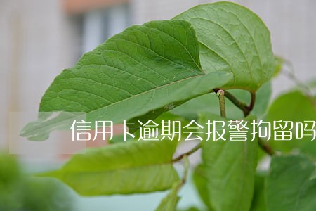 信用卡逾期会报警拘留吗 信用卡逾期会报警拘留吗