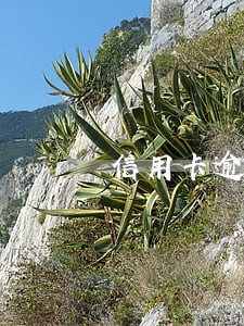 信用卡逾期会拍卖月供房吗 信用卡逾期会拍卖月供房吗