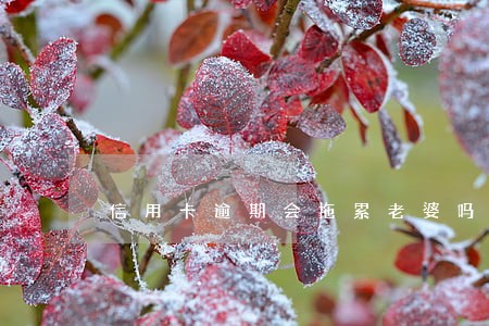 信用卡逾期会拖累老婆吗