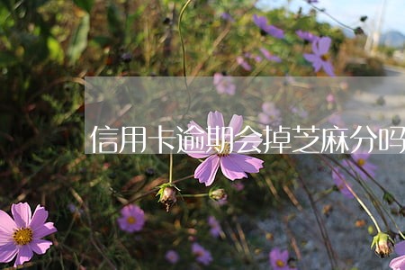信用卡逾期会掉芝麻分吗