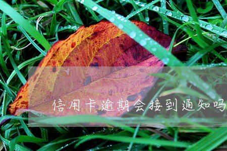 信用卡逾期会接到通知吗 信用卡逾期会接到通知吗