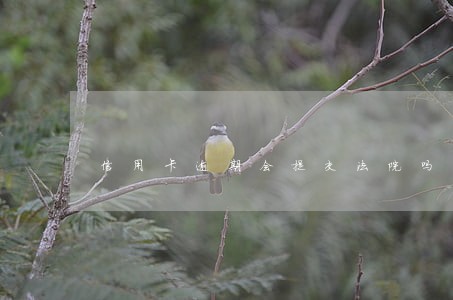 信用卡逾期会提交法院吗 信用卡逾期会提交法院吗