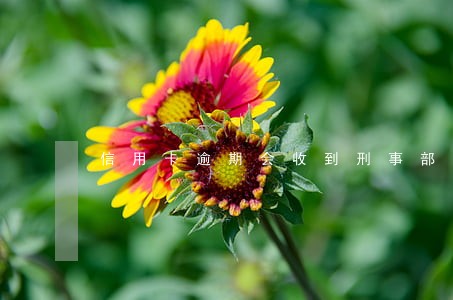 信用卡逾期会收到刑事部的电话吗 信用卡逾期会收到刑事部的电话吗