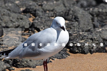 信用卡逾期会收取什么费 信用卡逾期会收取什么费