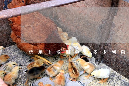 信用卡逾期会收多少利息
