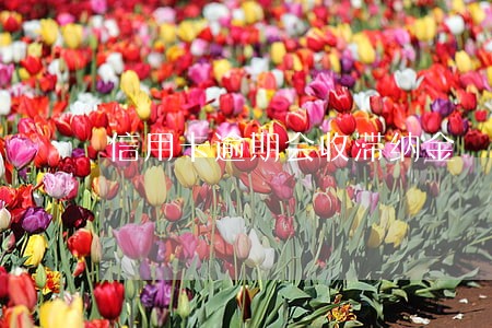 信用卡逾期会收滞纳金 信用卡逾期会收滞纳金