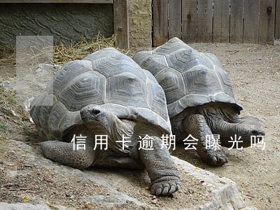 信用卡逾期会曝光吗 信用卡逾期会曝光吗
