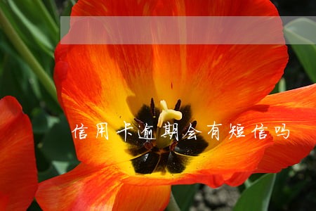 信用卡逾期会有短信吗 信用卡逾期会有短信吗