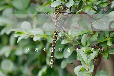 信用卡逾期会有费用 信用卡逾期会有费用
