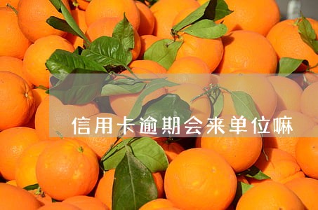 信用卡逾期会来单位嘛 信用卡逾期会来单位嘛