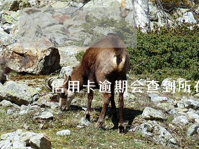 信用卡逾期会查到所在公司电话吗 信用卡逾期会查到所在公司电话吗