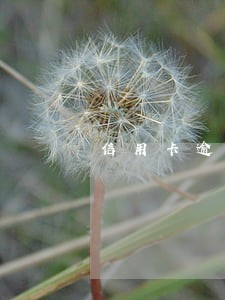 信用卡逾期会查封农村房产吗 信用卡逾期会查封农村房产吗
