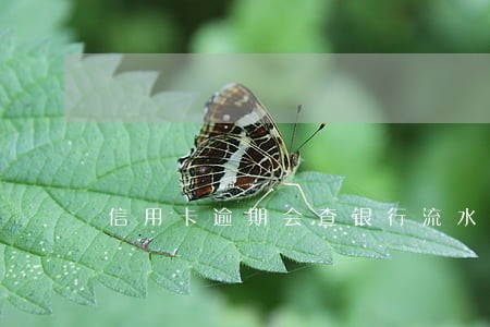 信用卡逾期会查银行流水吗