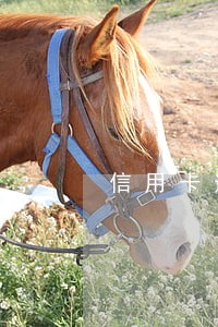 信用卡逾期会牵连配偶吗 信用卡逾期会牵连配偶吗
