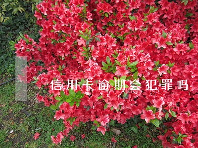 信用卡逾期会犯罪吗