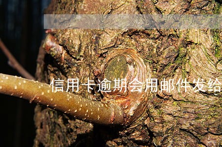 信用卡逾期会用邮件发给你嘛 信用卡逾期会用邮件发给你嘛