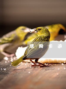 信用卡逾期会监听家人的电话吗 信用卡逾期会监听家人的电话吗