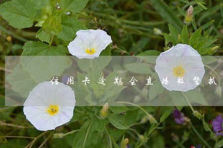 信用卡逾期会直接报警抓人吗 信用卡逾期会直接报警抓人吗