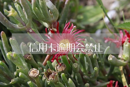 信用卡逾期会禁止 信用卡逾期会禁止