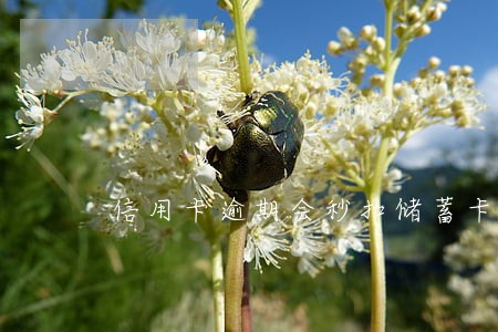 信用卡逾期会秒扣储蓄卡吗